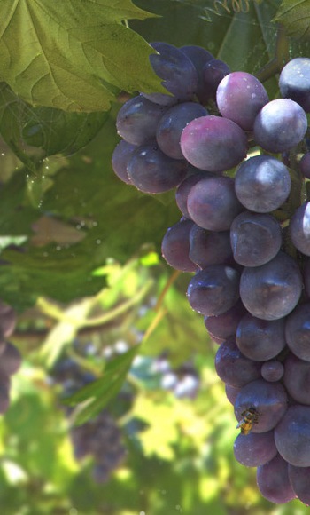 French vines and grapes
