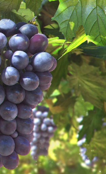French vines and grapes