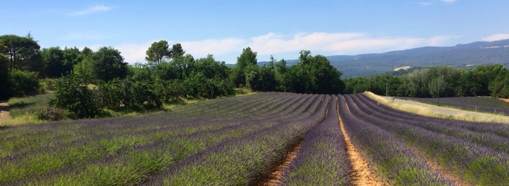 Lavender fields South of France